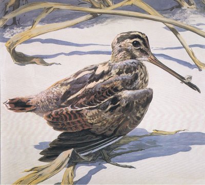 Agachadiza de Robert George Talbot Kelly